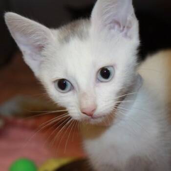 Mr Meow Meow -  Domestic Short Hair Cat for Adoption in Richmond, Virginia - Mr Meow Meow | PetCurious