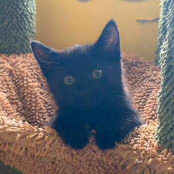 Kestrel -  Domestic Short Hair Cat for Adoption in Stoughton, Wisconsin - Kestrel | PetCurious