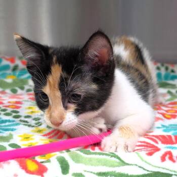 Benito (red) -  Domestic Short Hair Cat for Adoption in Michigan City, Indiana - Benito (red) | PetCurious