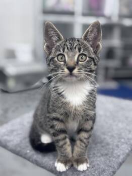 Rescue Domestic Short Hair Cats for Adoption in Mount Pleasant, South Carolina - Biscuit | PetCurious