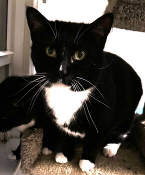 Rescue Tuxedo and Domestic Short Hair Cats for Adoption in Hickory, North Carolina - Omar | PetCurious