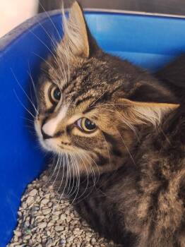 Eraser -  Domestic Medium Hair Cat for Adoption in Grand Forks, North Dakota - Eraser | PetCurious