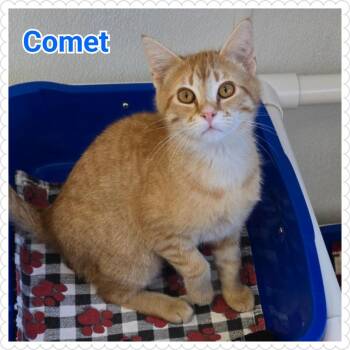 Domestic Short Hair Cats Available for Adoption in North Saint Paul, Minnesota - Comet | PetCurious