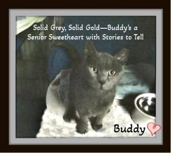 Rescue Domestic Short Hair and British Shorthair Cats for Adoption in Winston-salem, North Carolina - Old-soul Sweetness Wrapped In Silver, Buddy