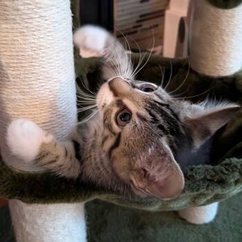 Roux -  Domestic Short Hair Cat for Adoption in Wilsonville, Oregon - Roux | PetCurious