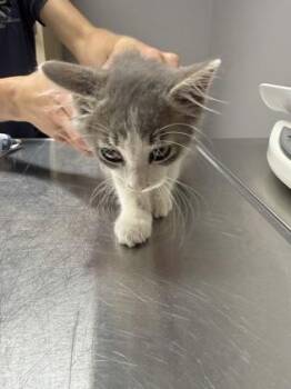 Vega -  Domestic Short Hair Cat for Adoption in Pequot Lakes, Minnesota - Vega | PetCurious
