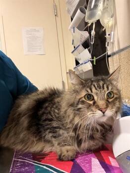 Domestic Short Hair Cats Available for Adoption in Riverside, California - ROBIN | PetCurious