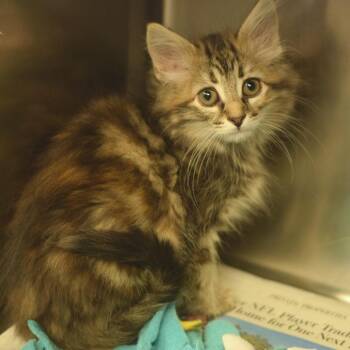 Bonnie Kelly -  Domestic Long Hair Cat for Adoption in Belleville, Illinois - Bonnie Kelly | PetCurious