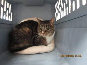 Domestic Short Hair Cats Available for Adoption in Marietta, Georgia - Gigi(610) | PetCurious