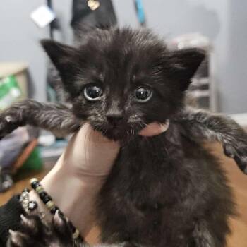 Domestic Medium Hair Cats Available for Adoption in Marshall, Texas - Creed | PetCurious