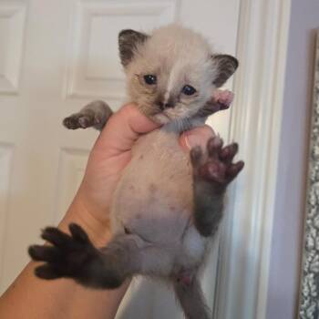 Mabel -  Siamese and Domestic Short Hair Cat for Adoption in Calimesa, California - Mabel | PetCurious