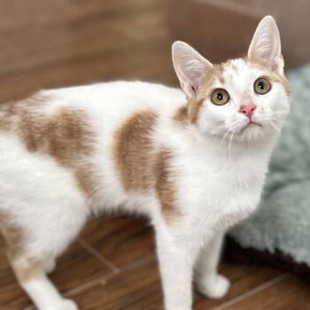 Domestic Short Hair Cats Available for Adoption - Perla | PetCurious