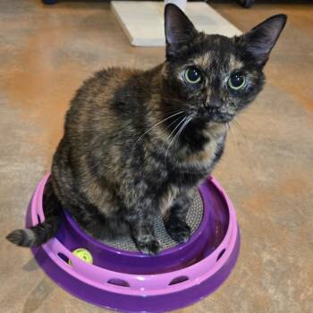 Belle -  Domestic Short Hair Cat for Adoption in Colorado Springs, Colorado - Belle | PetCurious