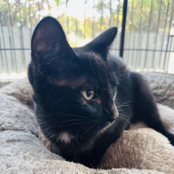 Rescue Domestic Short Hair Cats for Adoption in Chino Hills, California - Ramon - Costa Mesa Location | PetCurious