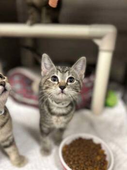 Brioche -  Domestic Short Hair Cat Available for Adoption in Munster, Indiana - Brioche | PetCurious