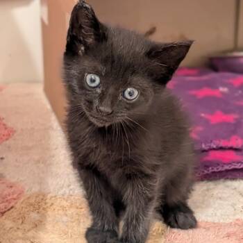 Shelby -  Domestic Short Hair Cat for Adoption in Auburn, Alabama - Shelby | PetCurious