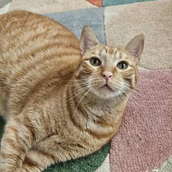 Rescue Domestic Short Hair Cats for Adoption in Los Angeles, California - Apollo | PetCurious