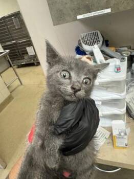 Turkey -  Domestic Short Hair Cat for Adoption in Farmers Branch, Texas - Turkey | PetCurious