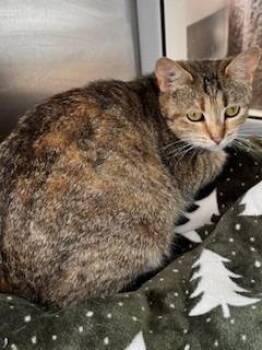 Domestic Short Hair Cats Available for Adoption in Sidney, Ohio - Alice | PetCurious