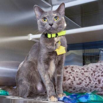 JASMINE -  Domestic Short Hair Cat for Adoption in St. Louis, Missouri - JASMINE | PetCurious