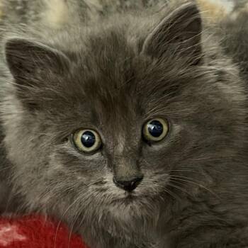 Compass -  Domestic Long Hair Cat for Adoption in Idaho Falls, Idaho - Compass | PetCurious