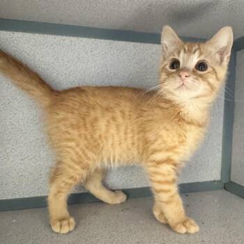 Trumpet -  Domestic Short Hair Cat for Adoption in Waterloo, Iowa - Trumpet | PetCurious