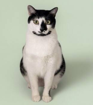 Alpha -  Domestic Short Hair Cat for Adoption in Pilot Point, Texas - Alpha | PetCurious