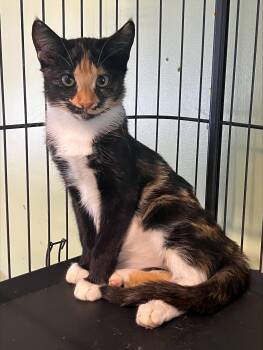 Rescue Domestic Short Hair Cats for Adoption in Lemoyne, Pennsylvania - Temperance | PetCurious