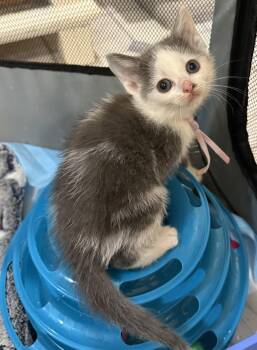 Tumbles-Not at the shelter (Faith) Av 7/3 -  Domestic Short Hair Cat for Adoption in Rustburg, Virginia - Tumbles-Not At The Shelter (Faith) Av 7/3 | PetCurious