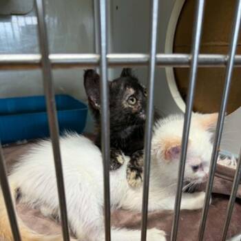 Torti-B -  Domestic Short Hair Cat for Adoption in Bentonville, Arkansas - Torti-B | PetCurious