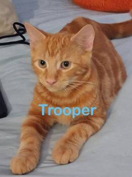 TROOPER Kitten -  Domestic Short Hair Cat for Adoption in New Bern, North Carolina - TROOPER Kitten | PetCurious
