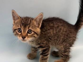 Ike -  Domestic Short Hair Cat for Adoption in Woodbury, Minnesota - Ike | PetCurious