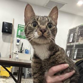 Slinky -  Domestic Short Hair Cat for Adoption in Newark, New Jersey - Slinky | PetCurious