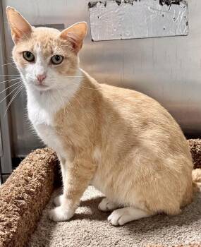 Rescue Domestic Short Hair Cats for Adoption in Beech Bottom, West Virginia - DORY | PetCurious