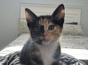 ROLO -  Domestic Short Hair Cat for Adoption in Burbank, California - ROLO | PetCurious