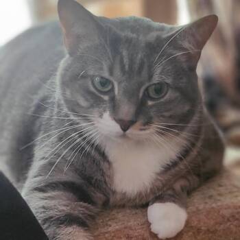 Rescue Tabby Cats for Adoption in Bowie, Maryland - Miss Kitty | PetCurious