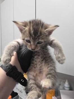 Gatlin -  Domestic Short Hair Cat for Adoption in Sevierville, Tennessee - Gatlin | PetCurious
