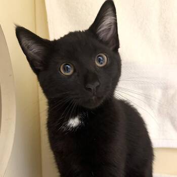Saul -  Domestic Short Hair Cat for Adoption in Cooperstown, New York - Saul | PetCurious