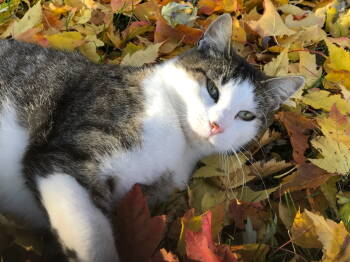 Rescue Domestic Short Hair Cats for Adoption in Austin, Minnesota - Pork Chop | PetCurious