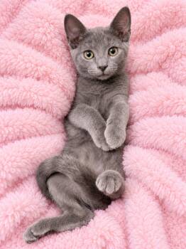 Mont Cutie -  Russian Blue and Domestic Short Hair Cat for Adoption in Glendora, California - Mont Cutie | PetCurious