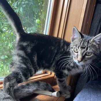 Faible -  Tabby and Domestic Short Hair Cat for Adoption in Lombard, Illinois - Faible | PetCurious