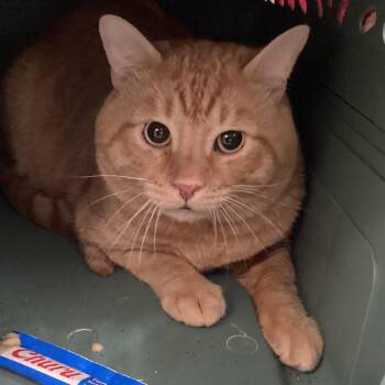 Mr. Kitty -  Domestic Short Hair Cat for Adoption in Tampa, Florida - Mr. Kitty | PetCurious