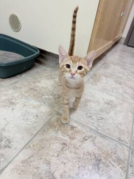 Rescue Domestic Short Hair Cats for Adoption in Hays, Kansas - Pumpkin | PetCurious