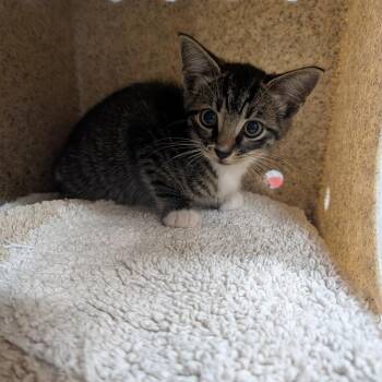 Domestic Short Hair Cats Available for Adoption in League City, Texas - Reggie | PetCurious