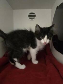 Catniss -  Domestic Medium Hair and Domestic Short Hair Cat for Adoption in Savannah, Georgia - Catniss | PetCurious