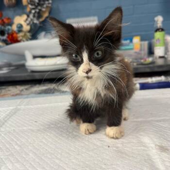 Primrose McMurray -  Domestic Long Hair Cat for Adoption in Woodstock, Virginia - Primrose McMurray | PetCurious