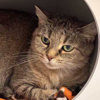 Jewels -  Domestic Short Hair Cat for Adoption in Batavia, New York - Jewels | PetCurious