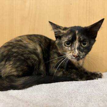 Turtle -  Domestic Short Hair Cat for Adoption in Brentwood, Missouri - Turtle | PetCurious