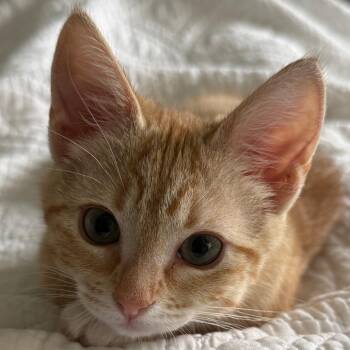 Shrimp -  Domestic Short Hair Cat for Adoption in Cumming, Georgia - Shrimp | PetCurious