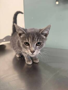 Rescue Domestic Short Hair Cats for Adoption in Rensselaer, Indiana - Dancer | PetCurious